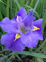 'BYRON BAY' Louisiana Water Iris