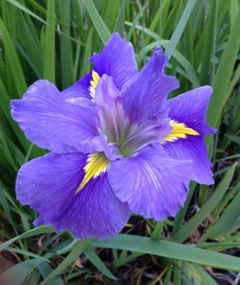 'BYRON BAY' Louisiana Water Iris