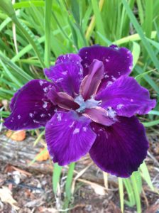 'Jeri' Louisiana Water Iris