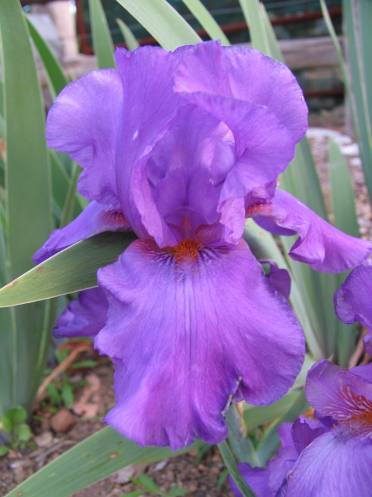 PROVOCATIVE Tall Bearded Iris