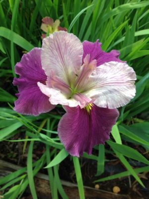 'Tantra' Louisiana Water Iris