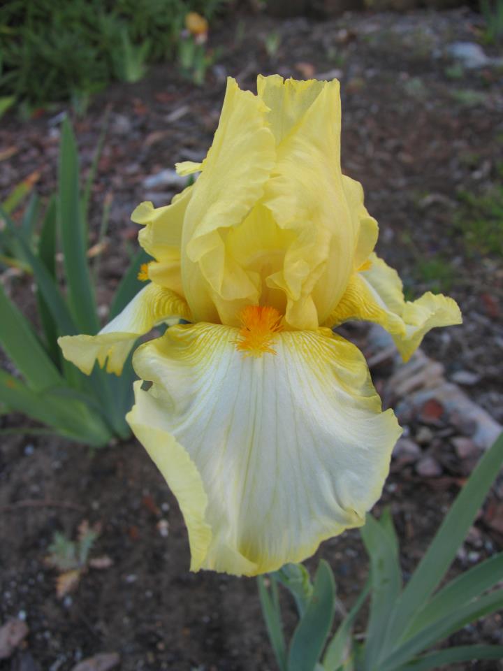 VENERABLES Tall Bearded Iris