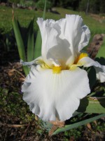 WHITE LIGHTNING Tall Bearded Iris