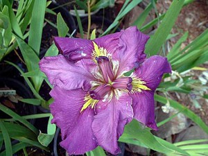 BIG EASY' Louisiana Water Iris