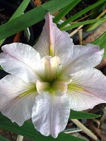 'BOB WARD' Louisiana Water Iris