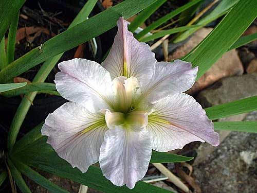 'BOB WARD' Louisiana Water Iris