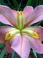 'CAJUN CAPERS' Louisiana Water Iris