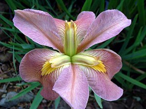 'CAJUN CAPERS' Louisiana Water Iris