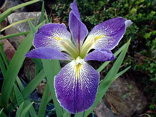 'C'EST SI BON' Louisiana Water Iris