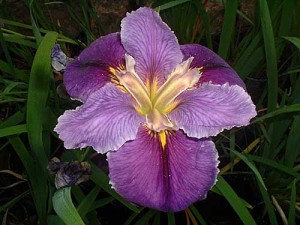 'CHARGE D'AFFAIRE' Louisiana Water Iris