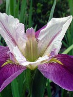 'COLORIFIC' Louisiana Water Iris