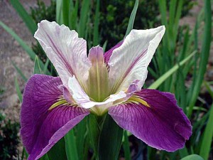 'COLORIFIC' Louisiana Water Iris