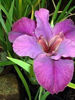 'CONCOURS D'ELEGANCE' Louisiana Water Iris