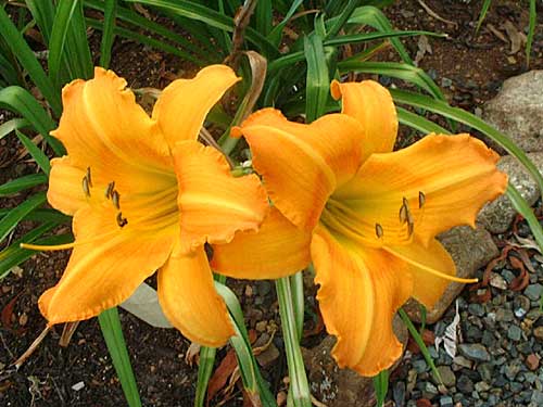 COOPERS PROMISE Daylily