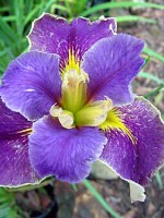 COUP DE GRACE Louisiana Water Iris