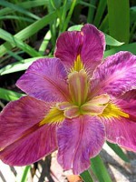 'COUP DE VILLE' Louisiana Water Iris