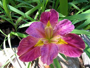'COUP DE VILLE' Louisiana Water Iris