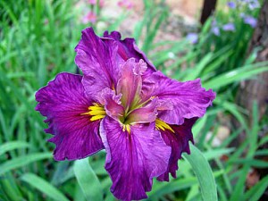 'CYCLAMINT' Louisiana Water Iris
