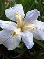 'DELTA DOVE' Louisiana Water Iris