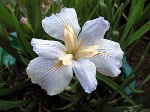 'DELTA DOVE' Louisiana Water Iris