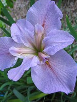 DELTA TWILIGHT Louisiana Water Iris
