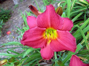 DOUBLE OH SEVEN (miniature) Daylily