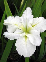 DURAL WHITE BUTTERFLY Louisiana Water Iris