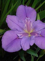 EVEN HANDED Louisiana Water Iris