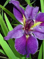 EXTRAORDINAIRE Louisiana Water Iris