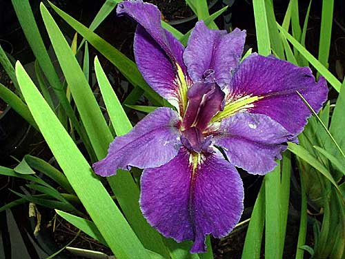 EXTRAORDINAIRE Louisiana Water Iris