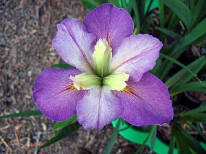 FAIT ACCOMPLI Louisiana Water Iris