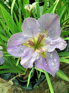 FLIGHT OF FANTASY Louisiana Water Iris