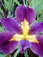 'Inner Beauty' Louisiana Water Iris