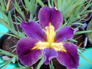 'Inner Beauty' Louisiana Water Iris