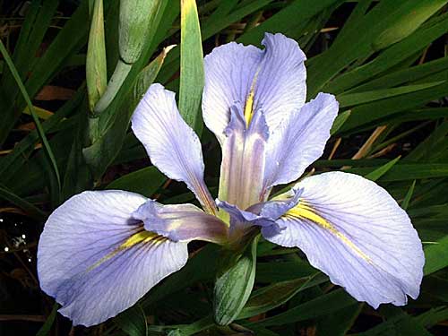 LAKE QUACHITA Louisiana Water Iris