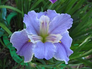 'Now And Forever' Louisiana Water Iris