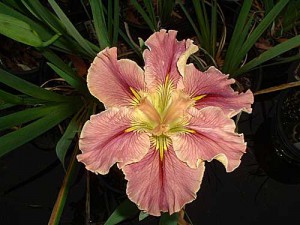 'Prix D'Elegance' Louisiana Water Iris