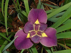 'Ragin' Cajun' Louisiana Water Iris