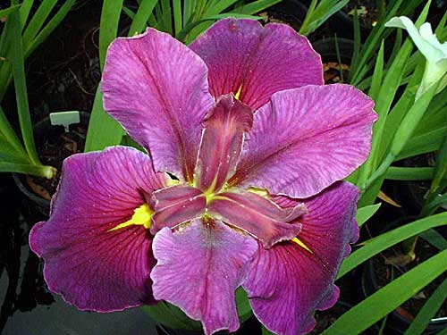 'Raving Beauty' Louisiana Water Iris