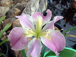 'Sextet' Louisiana Water Iris