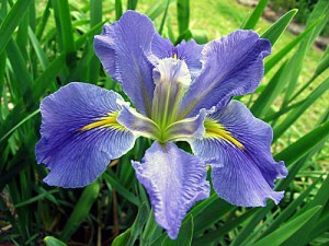 'Sinfonietta' Louisiana Water Iris