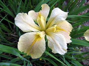 'Spring Welcome' Louisiana Water Iris