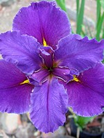 'Star Power' Louisiana Water Iris