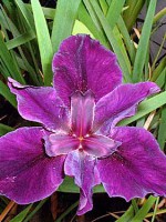 SURE BET Louisiana Water Iris