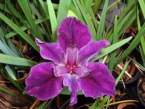 SURE BET Louisiana Water Iris