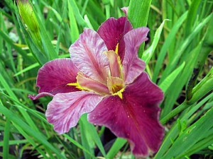 'Top Notch' Louisiana Water Iris