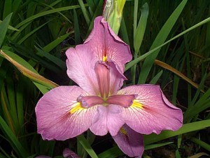 'Trionfo' Louisiana Water Iris