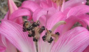 Feb 2014 Naked Ladies with Native Bees