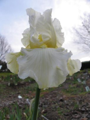 Thick & creamy tall bearded iris