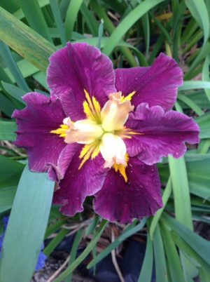 'Coonawarra Claret' Louisiana Water Iris